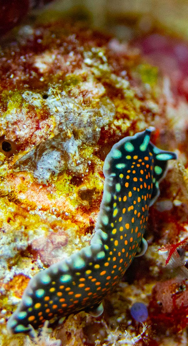 Fuchsia flatworm | Pseudoceros ferrugineus