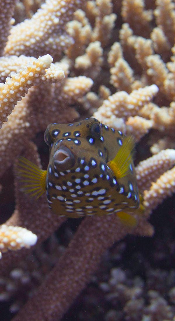 Yellow Boxfish