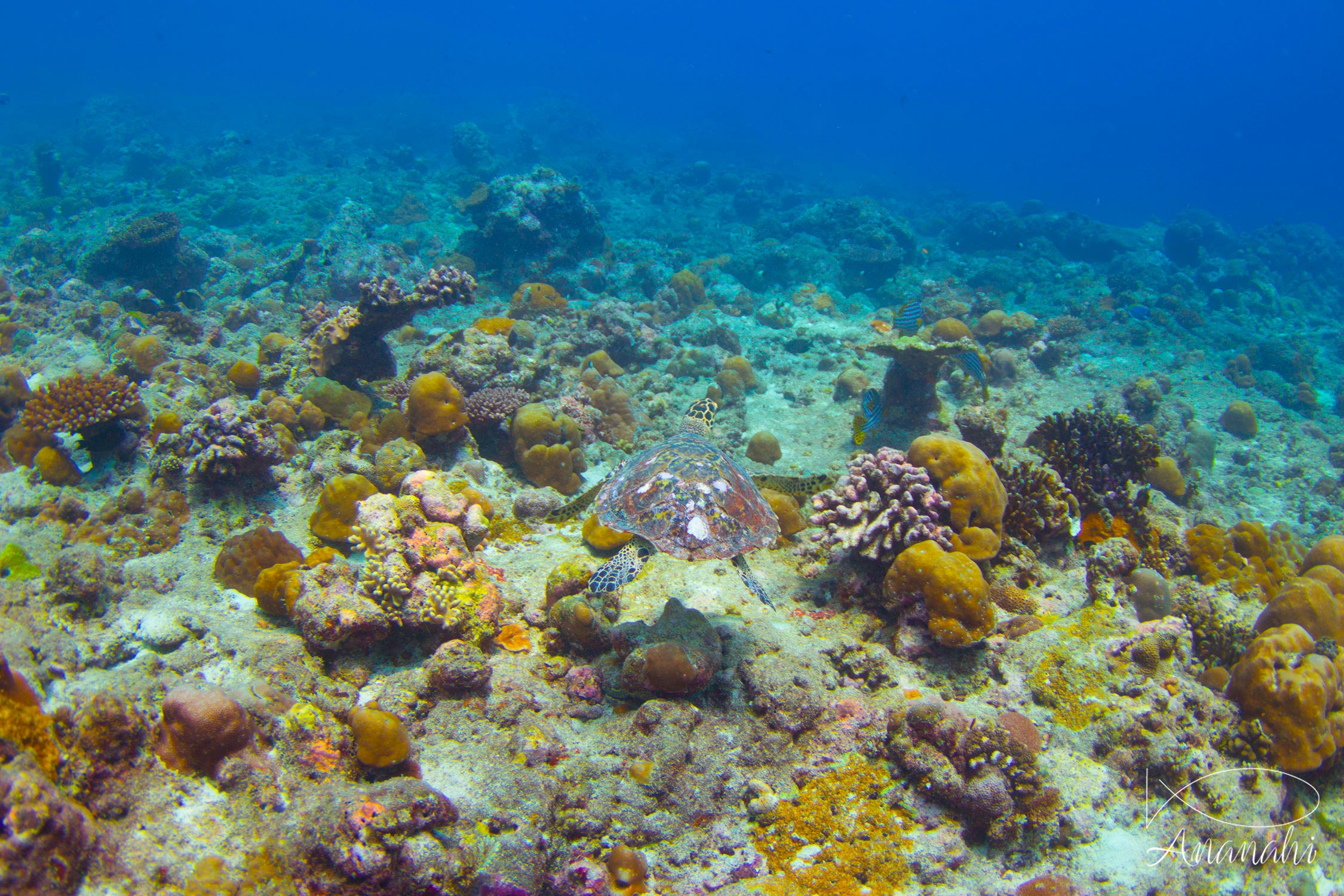 Hawksbill turtle of Maldives