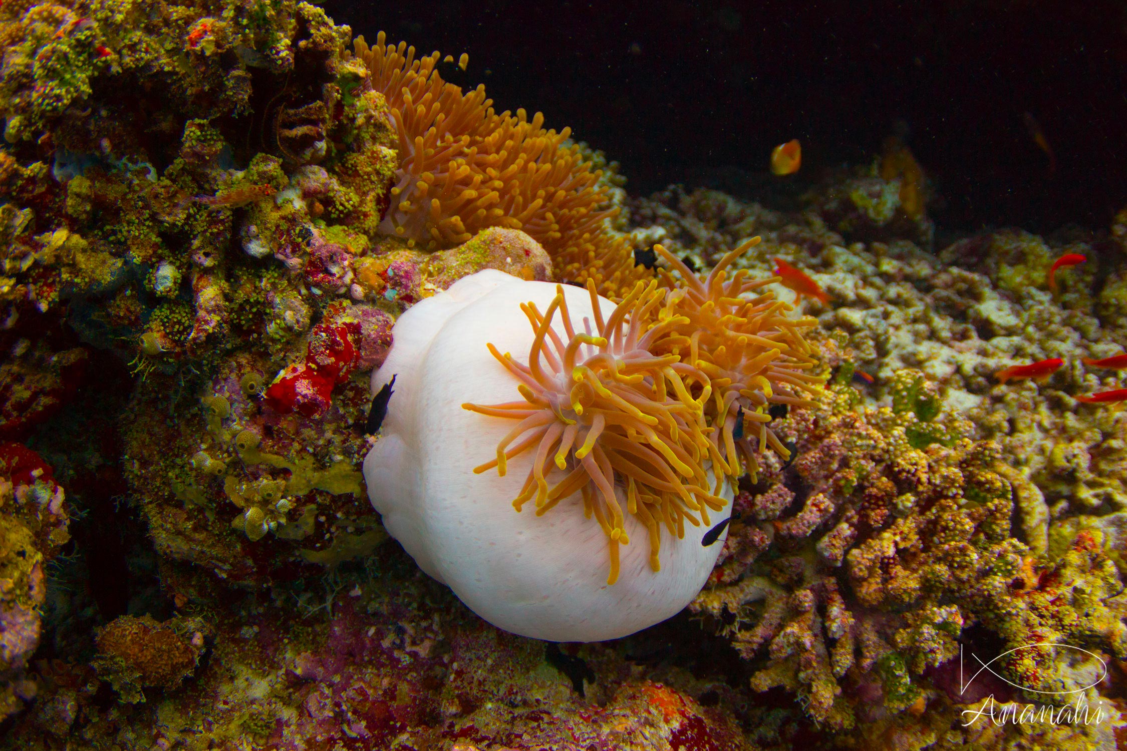 Magnificent sea anemone of Maldives