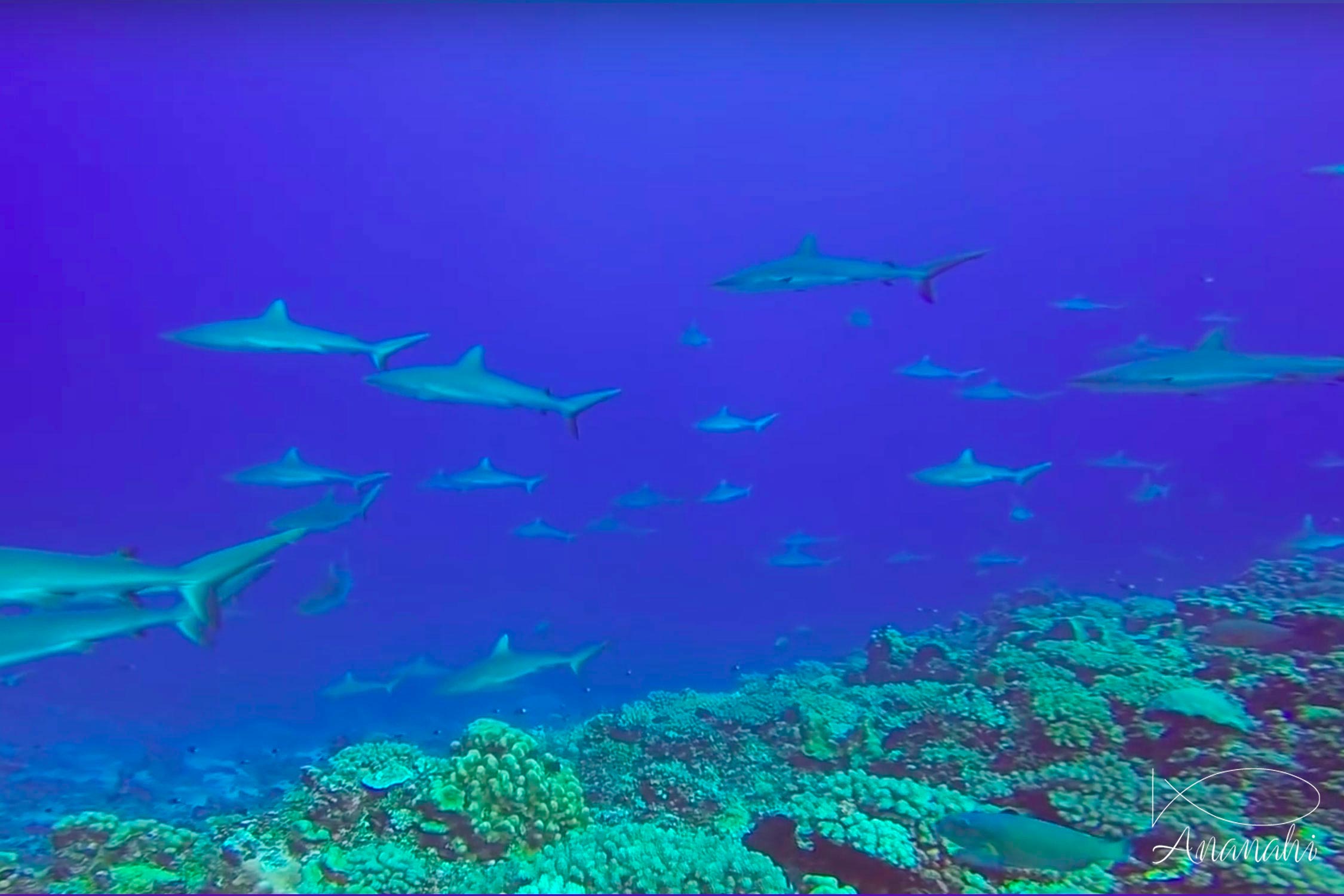 Grey reef shark of French polynesia